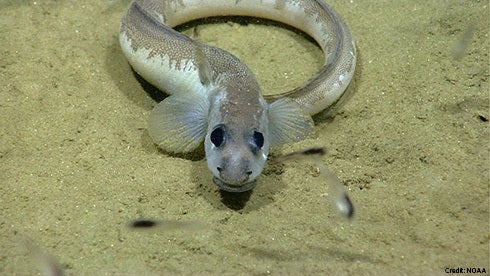 Science shows that marine reserves, by giving animals an undisturbed place to feed and breed, can improve fishing conditions