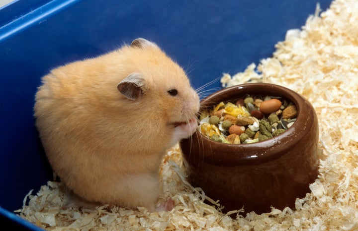 A man called police concerned that his ex-partner was overfeeding his hamster