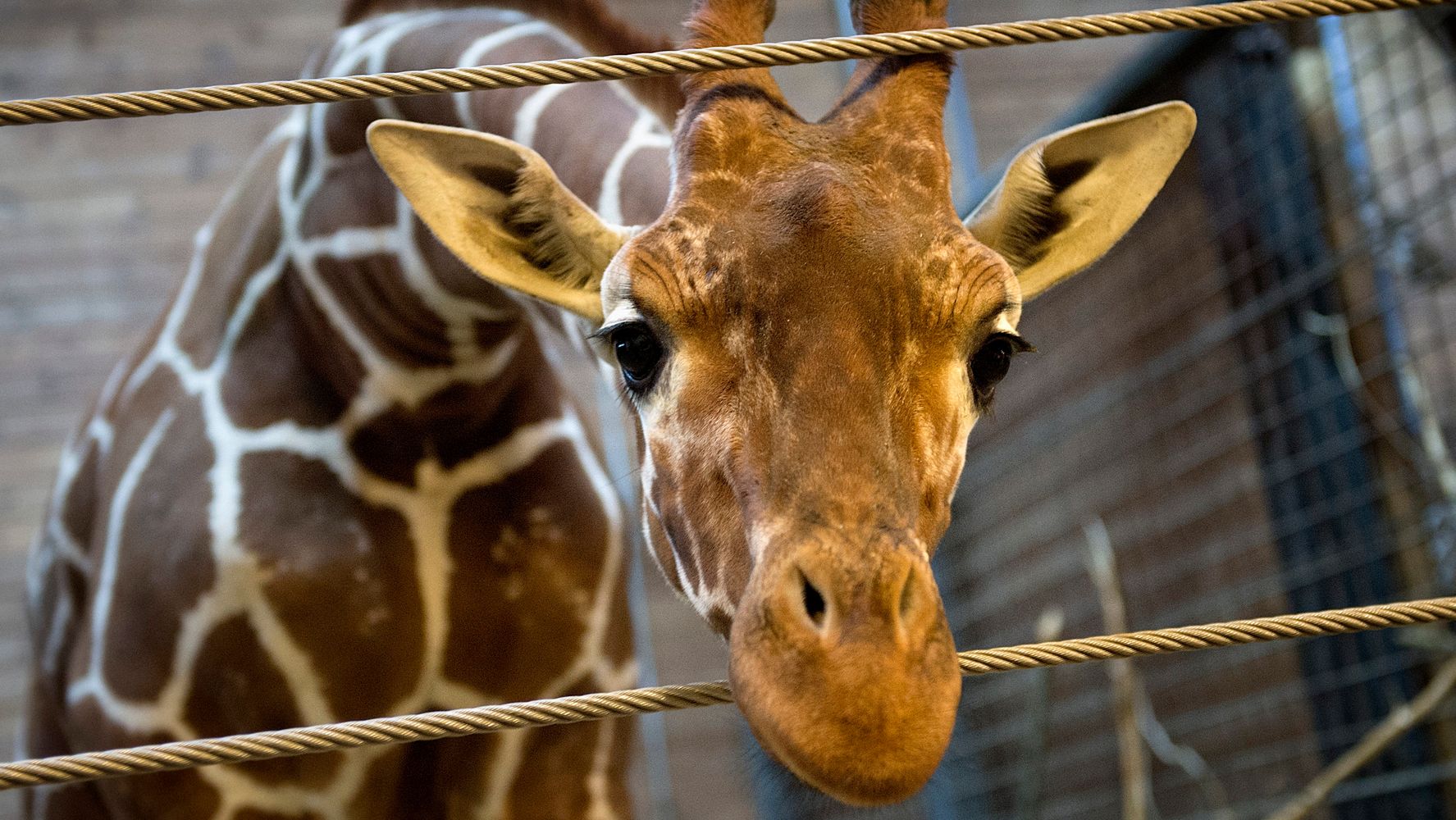 New Baby Giraffe Born At Zoo That Killed 'Surplus' Giraffe 2 Years Ago