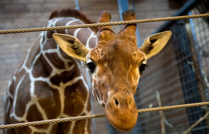 Marius the giraffe, pictured in February 2014.