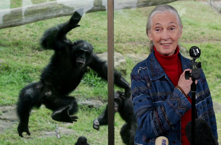 A Chimpanzee jumps at a glass screen as primatologist Dr. Jane Goodall holds a press conference at Taronga Zoo July 14, 2006 in Sydney, Australia.