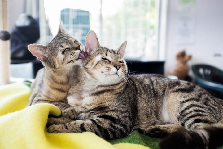 Veterinarians had to wait until the kittens were 6 months old and strong enough to handle surgery.