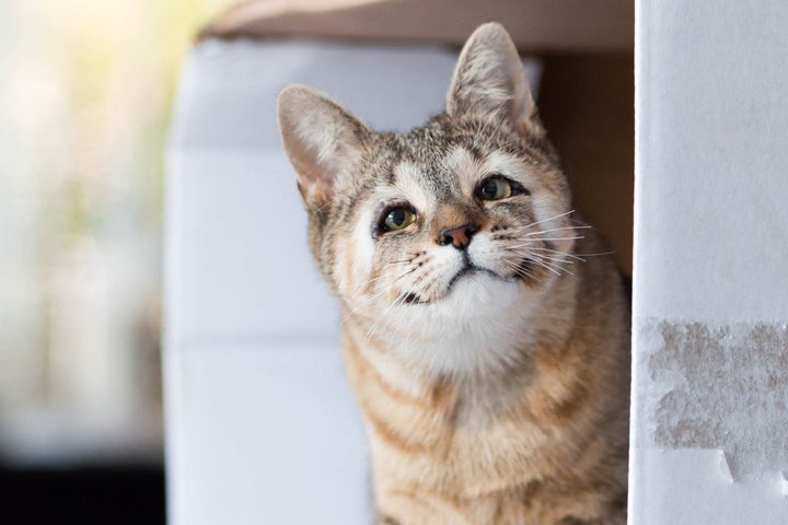 Felix and Dora are ready to be adopted at the <a href="https://www.rspcansw.org.au/our-work/shelters/blue-mountain" targ