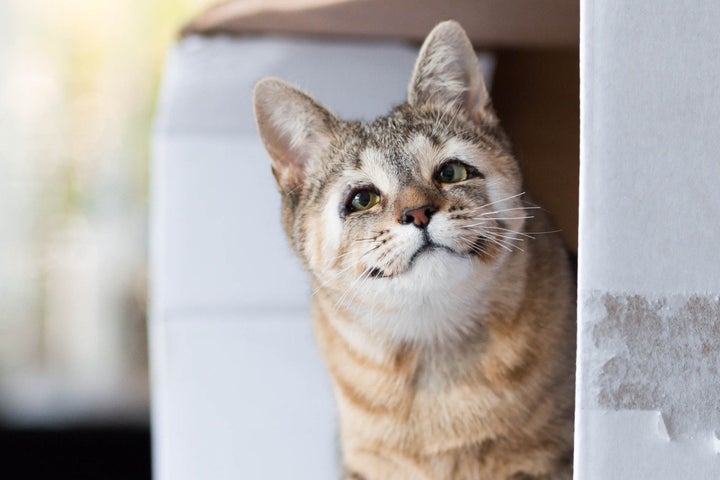 Felix and Dora are ready to be adopted at the RSPCA Blue Mountains shelter.