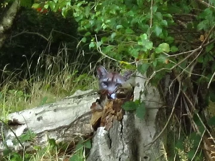 Crouching rambler, peeking puma: Lee Clifford came face-to-face with this beast in the Yorkshire countryside 