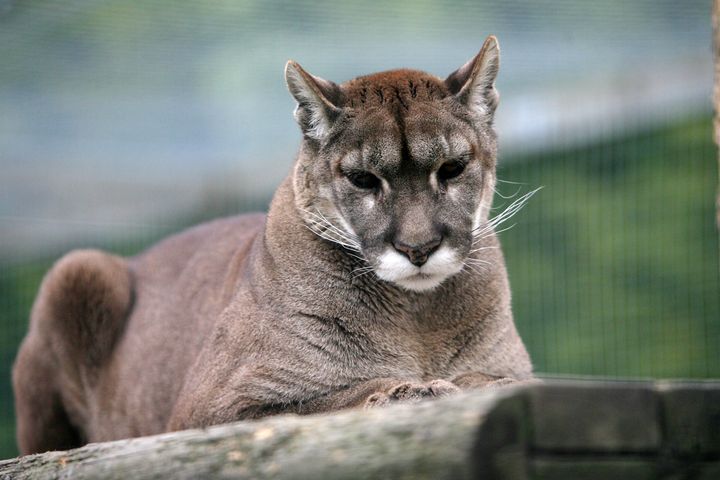 <strong>A file picture of a puma for comparison at Shepreth Wildlife Park in Hertfordshire </strong>