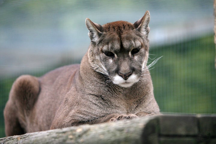 A file picture of a puma for comparison at Shepreth Wildlife Park in Hertfordshire 