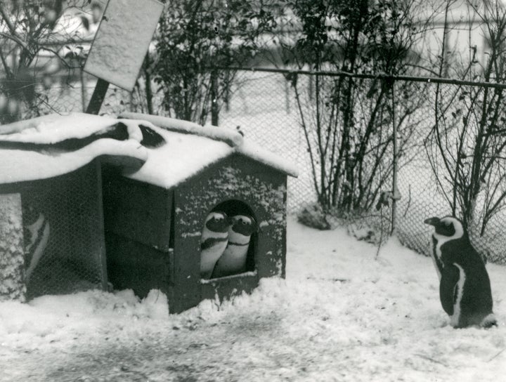 A photo of penguins in 1924, courtesy of the Zoological Society of London.