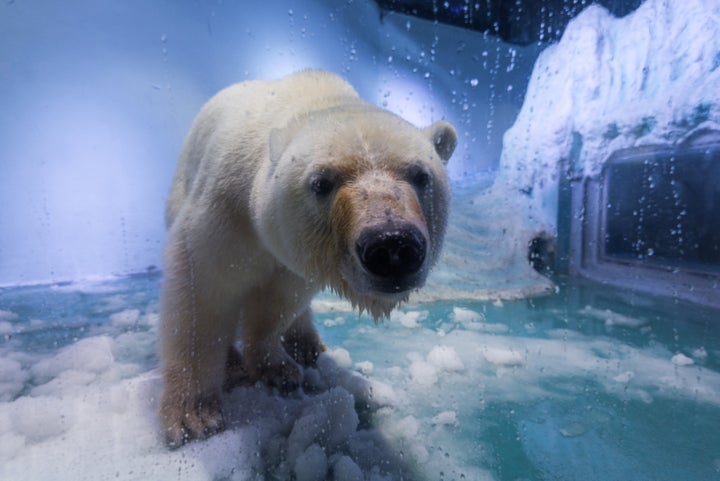 <strong>Yorkshire Wildlife Park has offered to take polar bear 'Pizza', who currently resides at an aquarium in Grandview shopping mall, China.</strong>