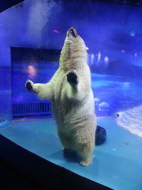 Pizza the polar bear leans on the glass inside his home in a mall in China.