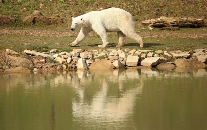 Yorkshire Wildlife Park’s ‘Project Polar’ has been described as a 'ground-breaking reserve'.