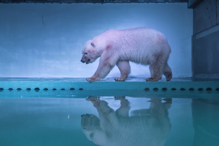 "Pizza" the polar bear could have better days on the horizon.