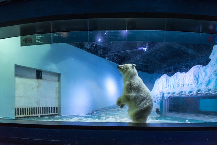 Pizza is the only live polar bear in south China's Guangzhou.