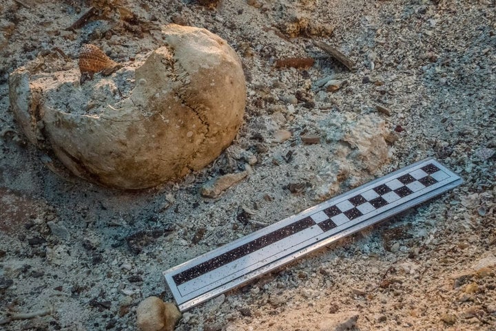 Skull in situ on the Antikythera shipwreck during excavation.