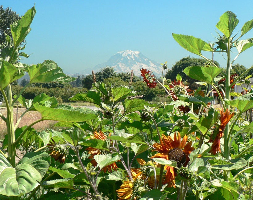 The view of iconic Mt. Rainier from just outside Sumner