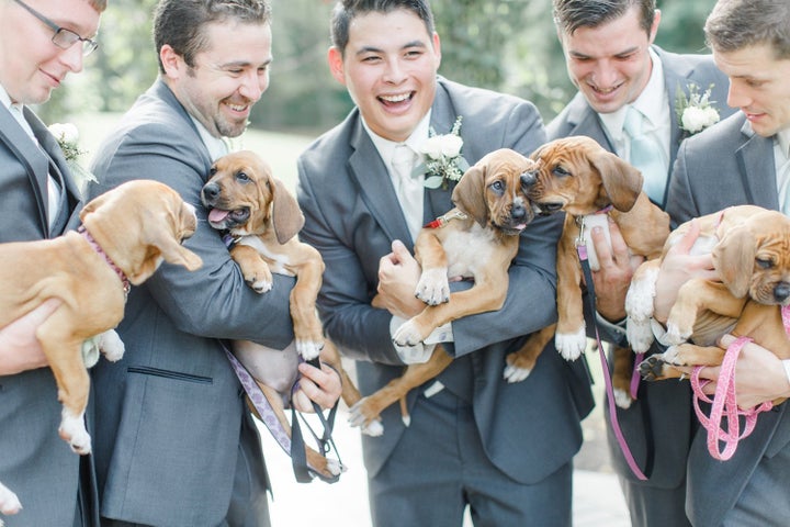 The boxer-coonhound pups were brought to the shelter when they were just a week old. Look how far they've come!