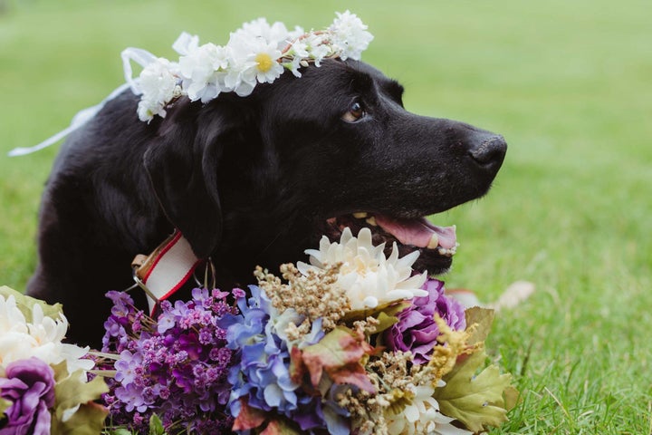 That's one happy pup.