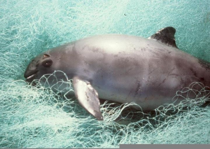 Dead vaquita atop the gillnets that killed it.