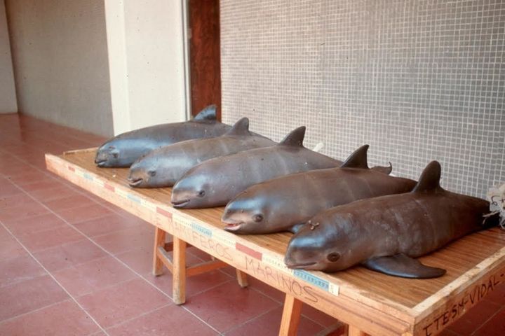 Vaquita calves recovered from gillnets in 1991-1992. 