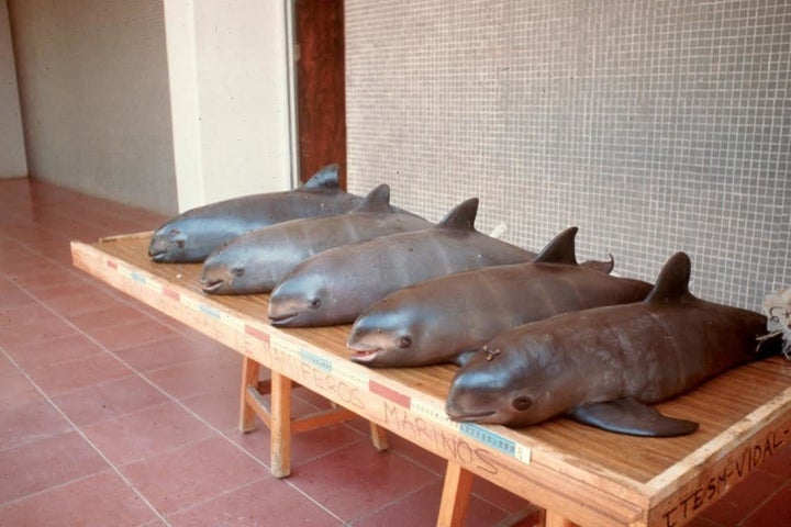 Vaquita calves recovered from gillnets in 1991-1992.
