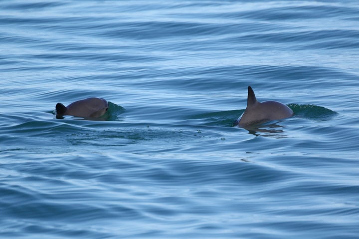 Only about 60 vaquita are believed to exist in the world.