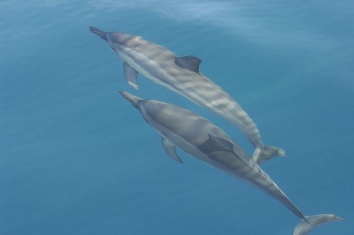 Spinner Dolphins in Hawaii