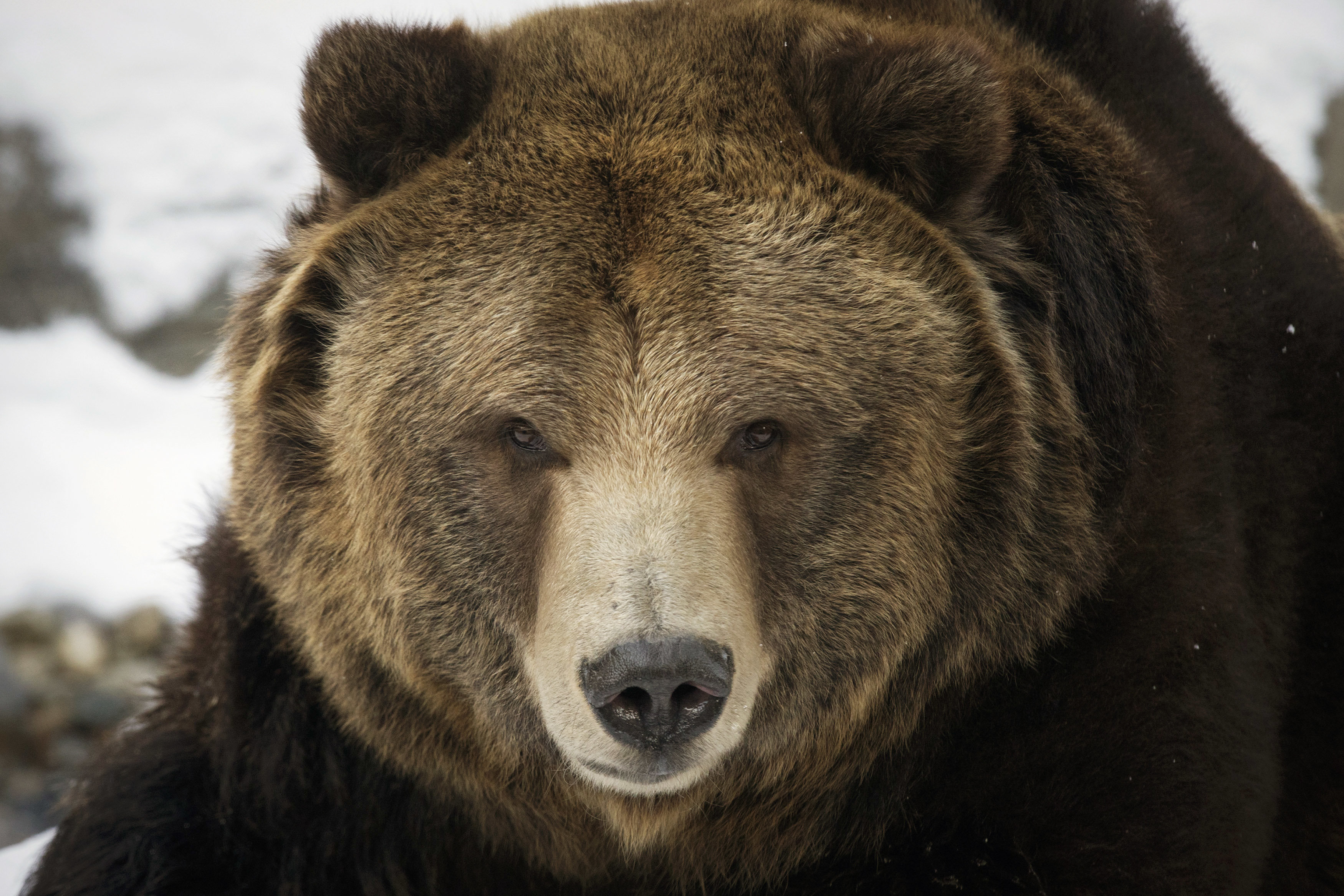 Бурый медведь голова. Дальневосточный бурый медведь. Медведь Гризли. Медведь Гризли медведь Гризли. Гризли и бурый медведь.
