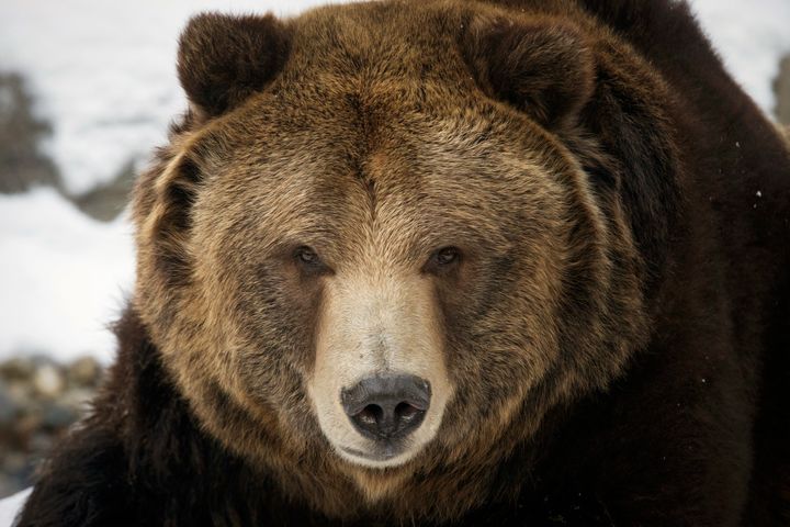 The anti-immigration Federation for American Immigration Reform said in a report Tuesday that if bears were included in public opinion polls, they would be opposed to immigration.