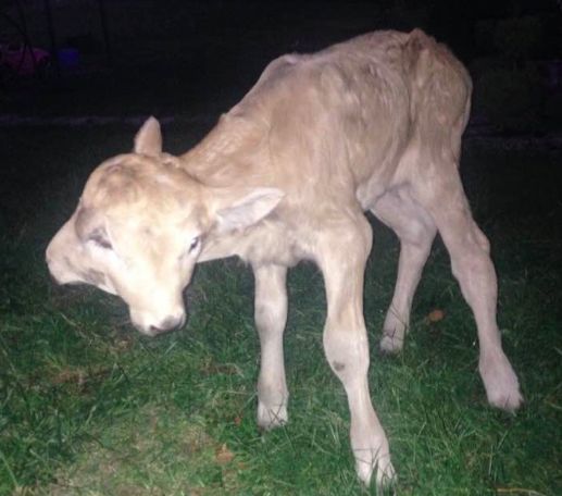 This two-headed calf was born Friday near Campbellsville, Kentucky.