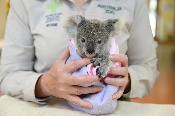 The Australia Zoo Wildlife Hospital provides around-the-clock care for koalas like Shayne.