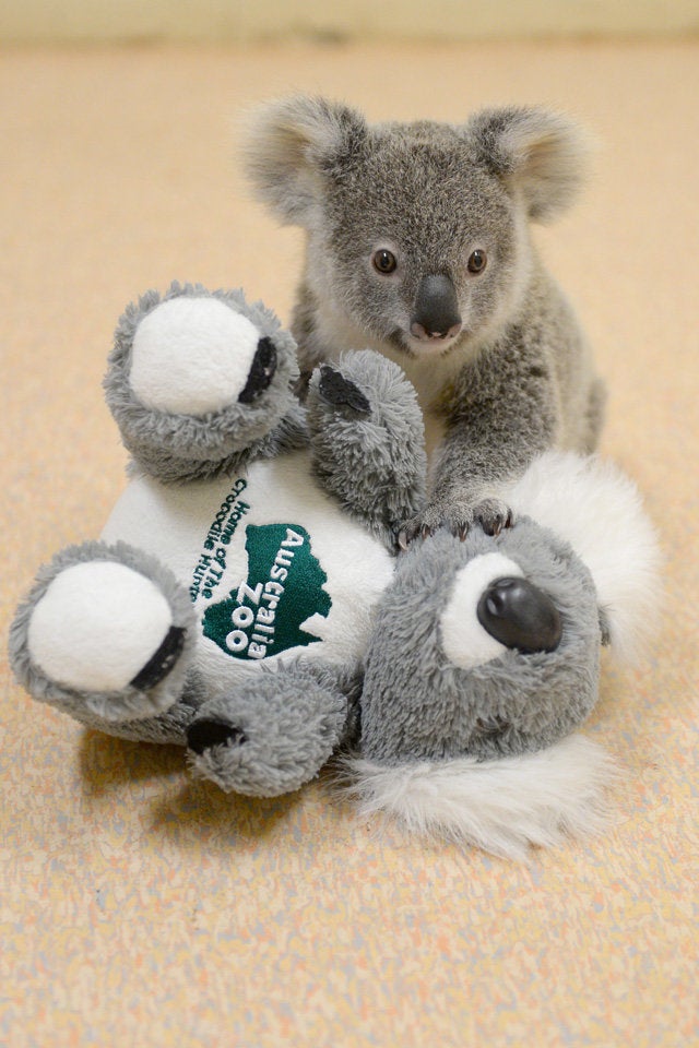 Shayne and his plush koala.