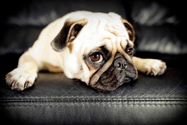 Dog owners are being encouraged not to buy 'flat-faced' breeds like pugs