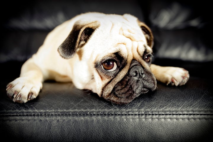 <strong>Dog owners are being encouraged not to buy 'flat-faced' breeds like pugs</strong>