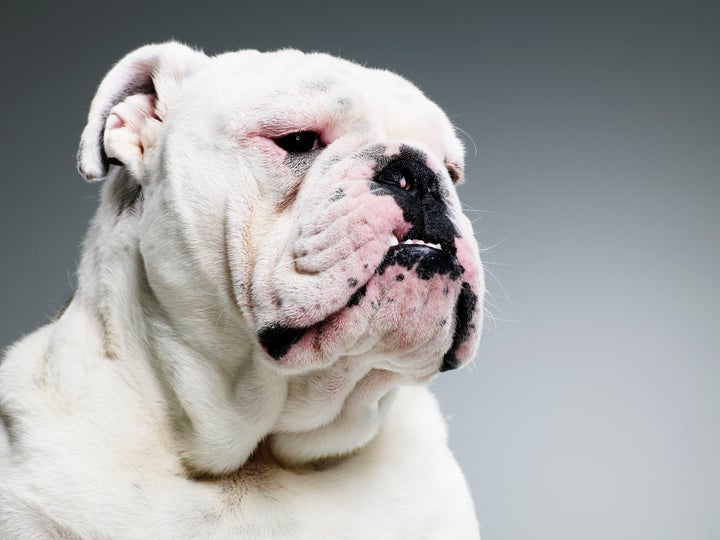 <strong>Selective breeding has led to 'unnatural' looks in pugs and bull dogs (pictured).</strong>