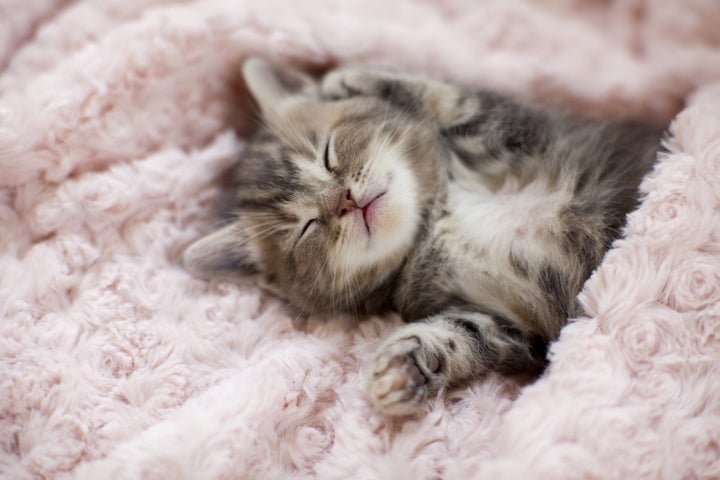 Calm Down, Cuddling With A Kitten Probably Won't Kill You | HuffPost null