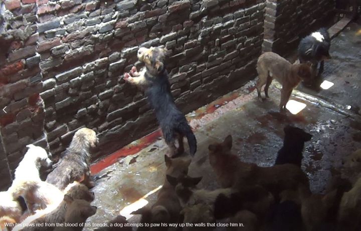 Dogs inside Chinese slaughterhouse.