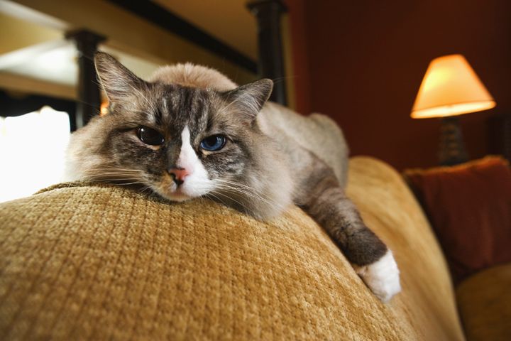 Sofa cat is not impressed with the media right now.