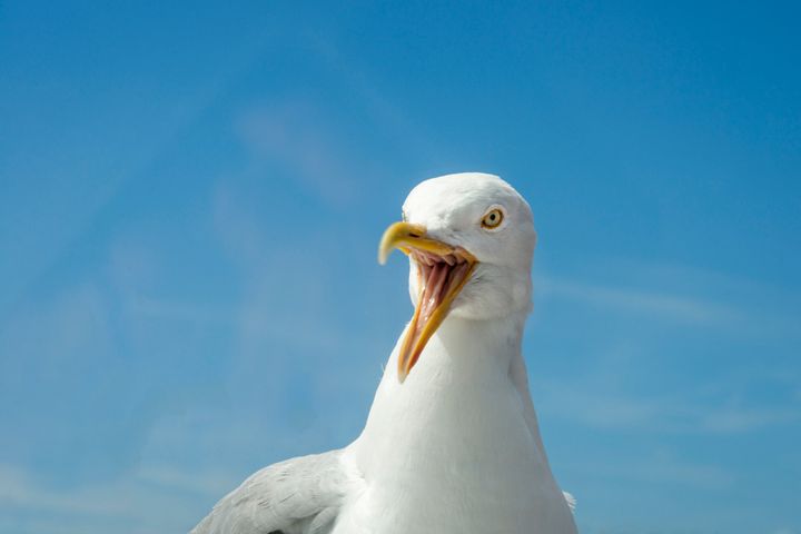 Barbara Cox was attacked by seagulls as she hung out her washing (file picture)