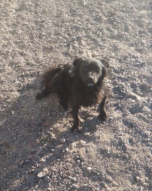 My doggie friend in Gobi desert, Mongolia, who guarded the yurt day and night.