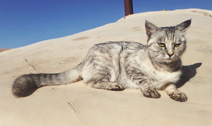 Or you may just meet a cat instead to guard your home and keep you company on the road. Humans, dogs, cats - you are never alone.