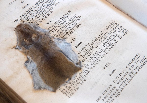 A mouse that was squashed by 19th-century pupils at the Cathedral School in a Latin textbook that was published in 1684.