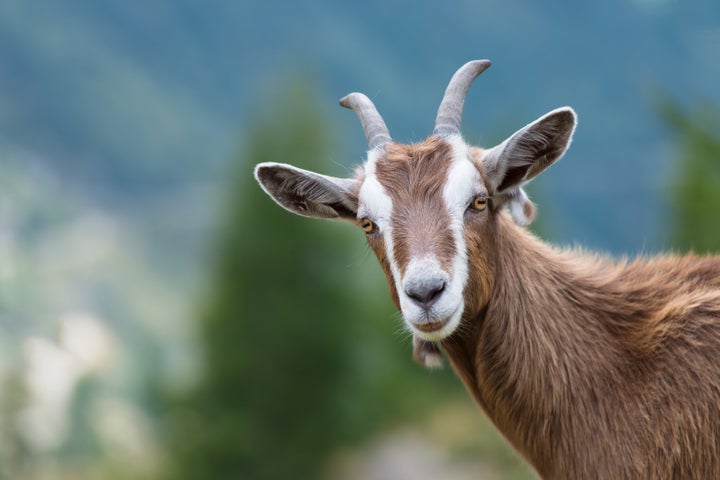<strong>An actual goat</strong>