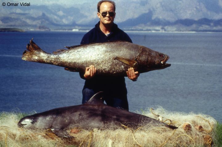This photo, taken in the early 1990s, shows a Totoaba (being held by the man) and vaquita that were caught in a net.