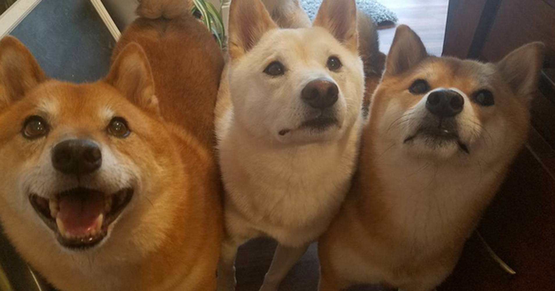 What The Internets Fave Dog Can Teach Us About The Perils Of What The Internets Fave Dog Can Teach Us About The Perils Of