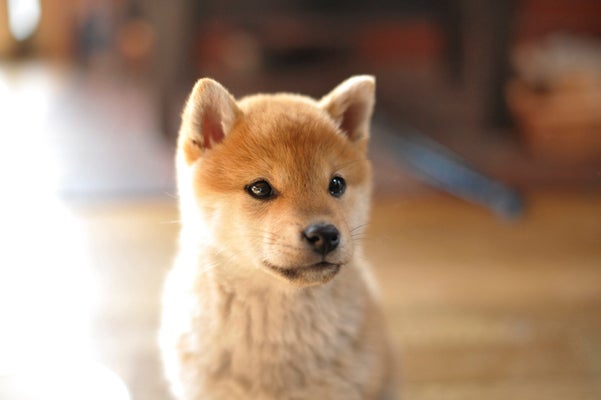 What The Internets Fave Dog Can Teach Us About The Perils