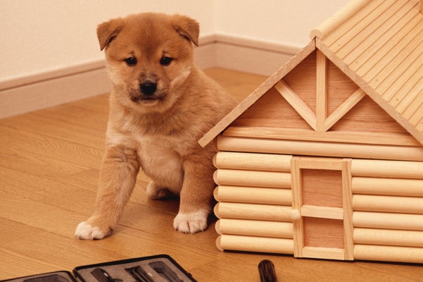 What The Internets Fave Dog Can Teach Us About The Perils