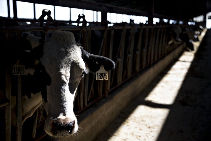A cow stands in a barn on a Wisconsin dairy farm. There are many problems with America's food system -- and new food rules ma