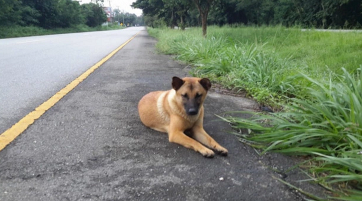 Abandoned dog, Loung, who was waiting for her owners to return, has been killed after being hit by a car in Thailand.