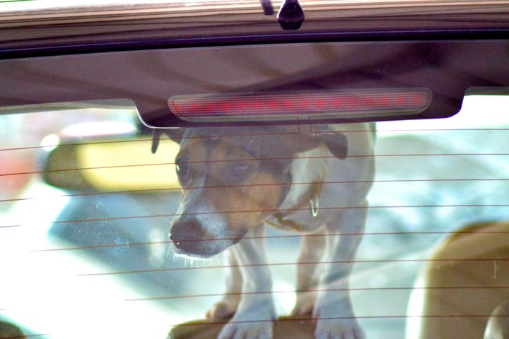 It's now legal for Californians to break into locked cars to rescue animals if there's reason to believe they are in imminent danger.
