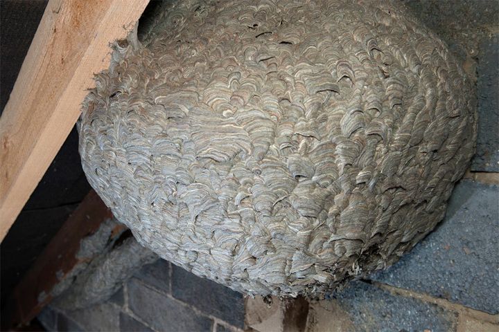This giant nest was built by up to 10,000 stinging wasps 